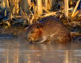 _JFF1381 Beaver Shore eat L.jpg