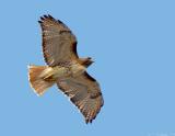 Red Tail Hawk in Flight~Underside