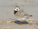 Female Piping Plover Pre Breeding Notices the Male
