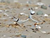JFF1723 Piping Plover Pre Breeding Mating Dance