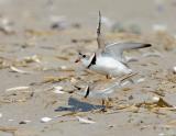 JFF1752 Piping Plover Mating Activity