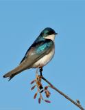 Tree Swallow at Dawn