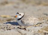 JFF3127 Piping Plover Female in Nest