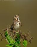 _JFF4482 Song Sparrow