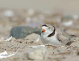 JFF4277 Piping Plover Sleeping