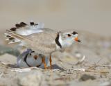 JFF4298 Piping Plover Mating Display