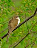 Black Billed Cuckoo