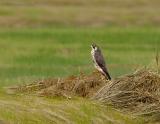 _JFF4915 Peregrine.jpg