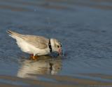 JFF5169 Piping Plover Bathing