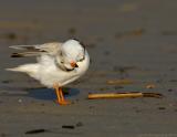 JFF5186 Piping Plover Preening