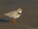 JFF5188 Piping Plover Post bathing