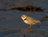 JFF5208 Piping Plover in Mud Flat at Sunset