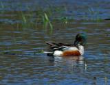 _JFF5751 Northern Shoveler Male Preening