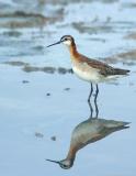 275 _JFF5930 Wilson Phalarope Standing.jpg