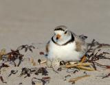 JFF8592 Piping Plover on Nest.