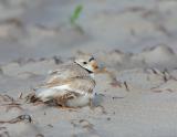 JFF8043 Piping Plover Protecting Chick