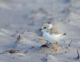 JFF7999 Piping Plover Chick 3 Purple Sand