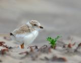 JFF8088 Plover Baby with Plant
