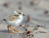 JFF8115 Piping Plover Chick 10