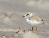 JFF8146 Piping Plover Chick 9