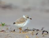 JFF8544 Piping Plover Chick 11