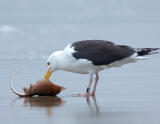 227 _JFF6680 Banded Black Backed Gull and Skate