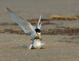 231 _JFF7548 Least Terns Mating ~ The Exchange
