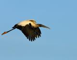_JFF6818 Wood Stork in Flight at Dawn.jpg
