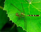 _JFF8829 green Dragonfly.jpg