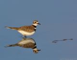 _JFF1046 Killdeer Reflection.jpg