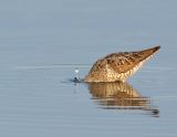 _JFF1873 Stilt Sandpiper Bobbing.jpg