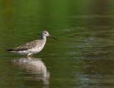 _JFF2446 Greater Yellow Legs.jpg