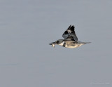 Kinfisher Flight With Prey