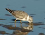 JFF1713 Piping Plover Non Breeding Plumage