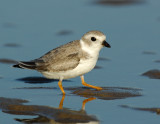 JFF1717 Piping Plover Non Breeding Plumage