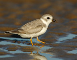 JFF1720 Piping Plover Non Breeding Plumage