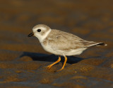 JFF1726 Piping Plover Non Breeding Plumage