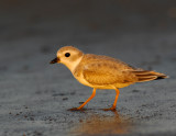 JFF1911 Piping Plover Non Breeding Plumage