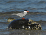 _JFF3685 Common Tern ~ Bay Side Rock