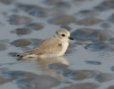 JFF3079 Piping Plover Non Breeding Plumage