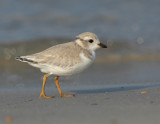 JFF3289 Piping Plover Hatch Year