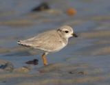 JFF3331 Piping Plover Hatch Year