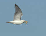 _JFF3668 Herring Gull with Clam in Flight