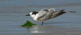 _JFF7206 Common Tern Winter Plumage