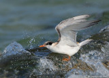 _JFF8780 Common Tern Juvenile Caught in Surf