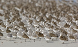 _JFF4319 Mixed Shorebirds in Fall