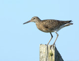 NAW3178 Willet