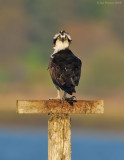 _NW84339 Male Osprey