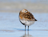 _NW84422 Dunlin