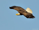 _NW80063 Bald Eagle Female in Flight
